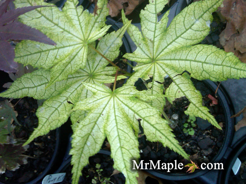 Acer palmatum 'Alpine Silver Thread' Japanese Maple