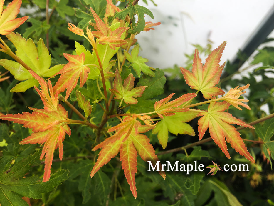 Acer palmatum 'Daidai haru' Spring Orange Japanese Maple