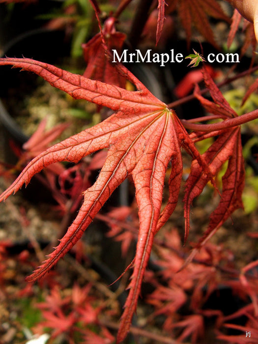 Acer palmatum 'Olsen's Frosted Strawberry' Japanese Maple