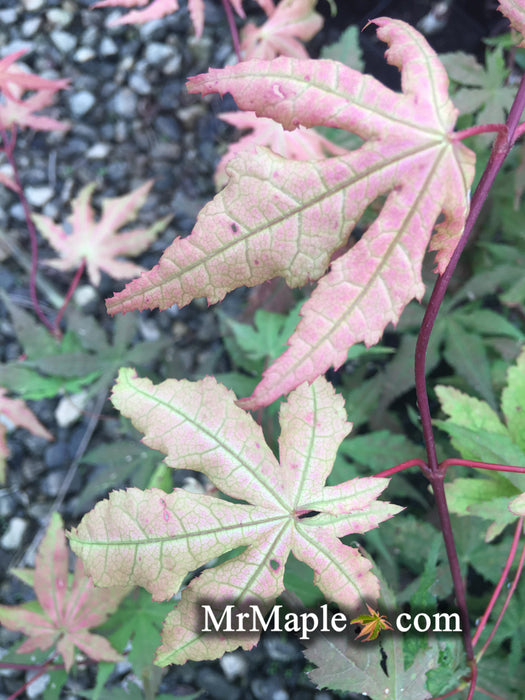 Acer palmatum 'Pastel' Japanese Maple