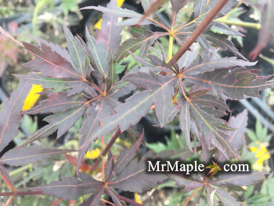 Acer palmatum 'Peve Stanley' Japanese Maple