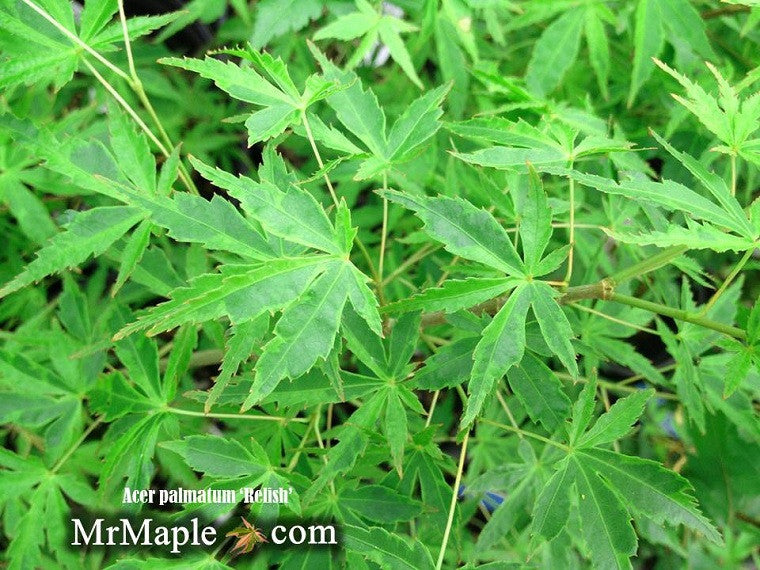 Acer palmatum 'Relish' Japanese Maple