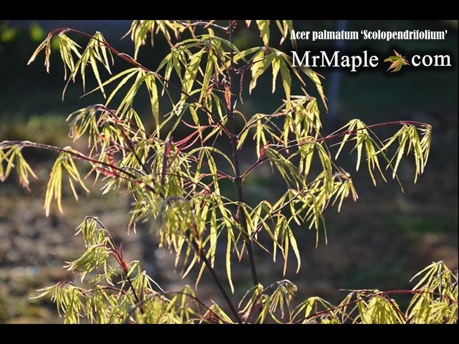 Acer palmatum 'Scolopendrifolium' Green Bamboo Japanese Maple