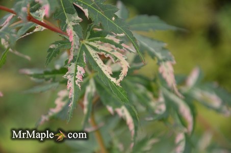 Acer palmatum 'Uzen nishiki' Variegated Japanese Maple