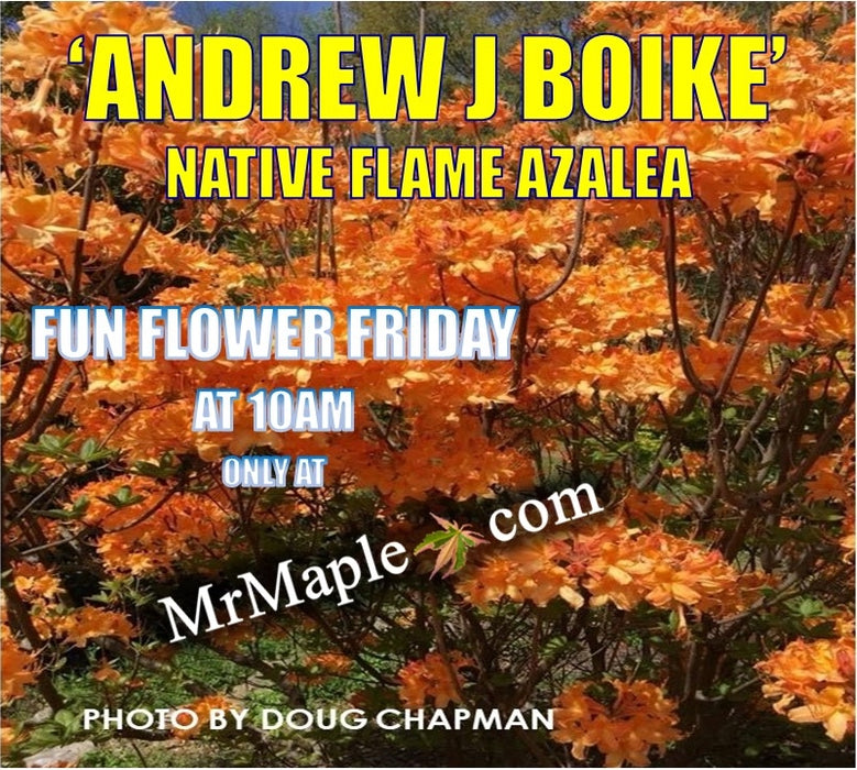 Azalea 'Andrew J Boike' Native Flame Azalea