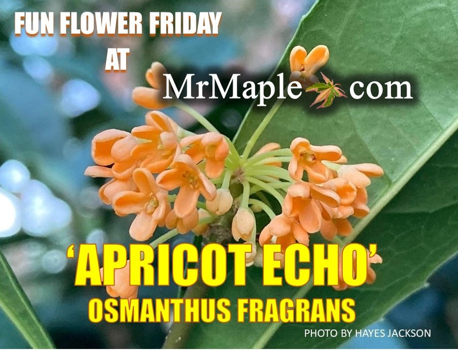 Osmanthus fragrans 'Apricot Echo' Fragrant Sweet Olive