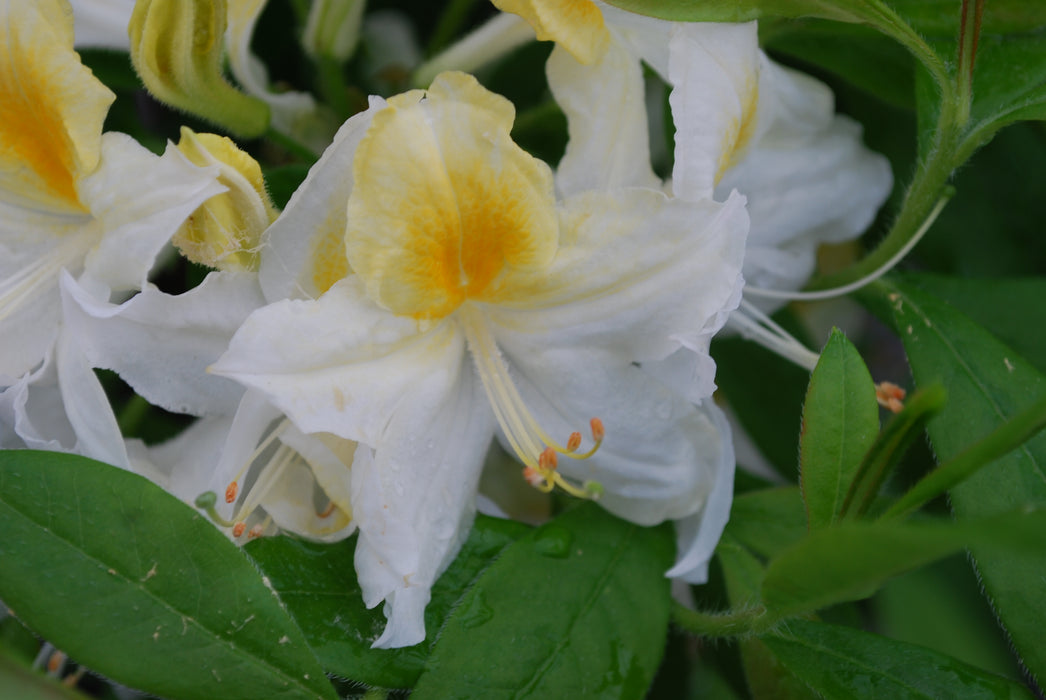 Azalea 'Northern Hi-Lights’ White Flowers Deciduous Azalea