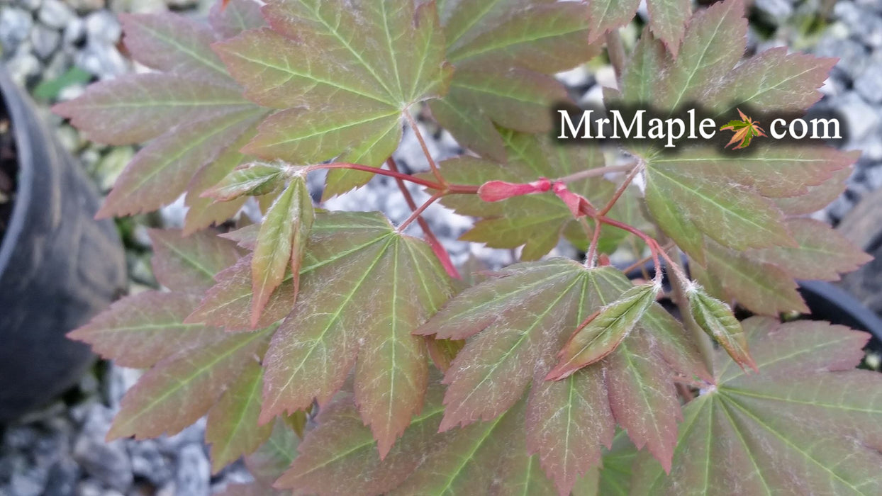 Acer circinatum x palmatum 'Morton Arboretum #644-81' Japanese Maple