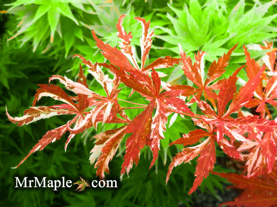 Acer palmatum 'Lileeanne's Jewel' Japanese Maple