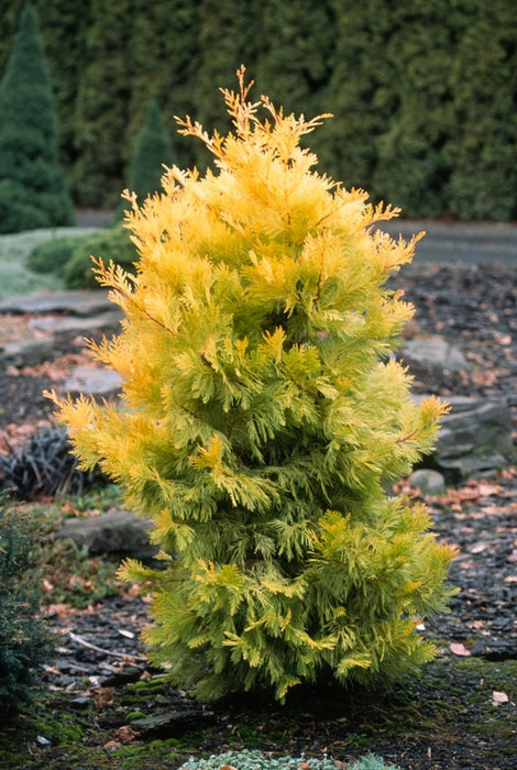 Calocedrus decurrens 'Berrima Gold' Golden Incense Cedar