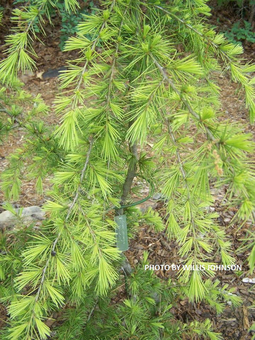 Cedrus deodara 'Gold Cone' Golden Himalayan Cedar