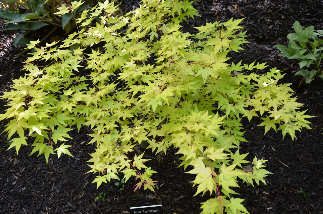 Acer palmatum 'Akane' Spring Color Japanese Maple