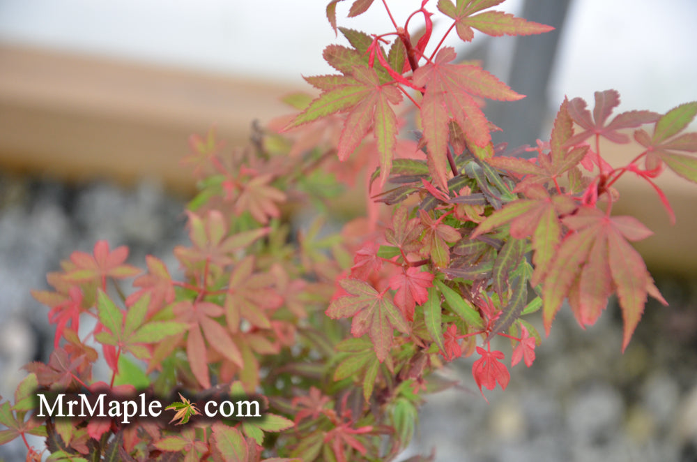 Acer palmatum 'Kandy Kitchen' Dwarf Red Japanese Maple Tree