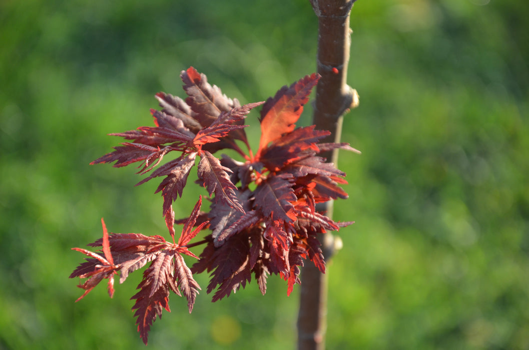 Acer palmatum 'Beni hagoromo' Japanese Maple
