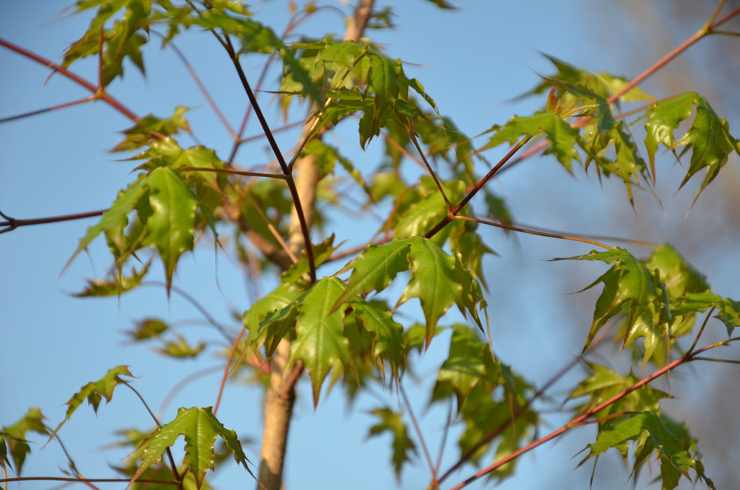 Acer truncatum 'Golden Dragon' Shantung Maple