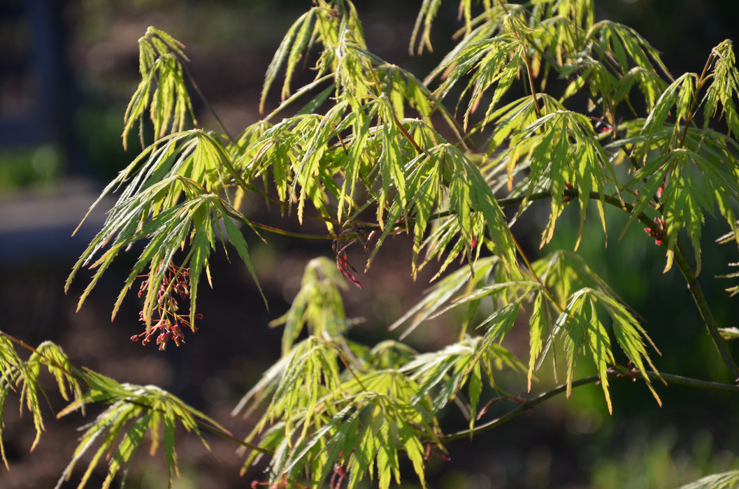 Acer palmatum 'Germaine's Gyration' Weeping Japanese Maple