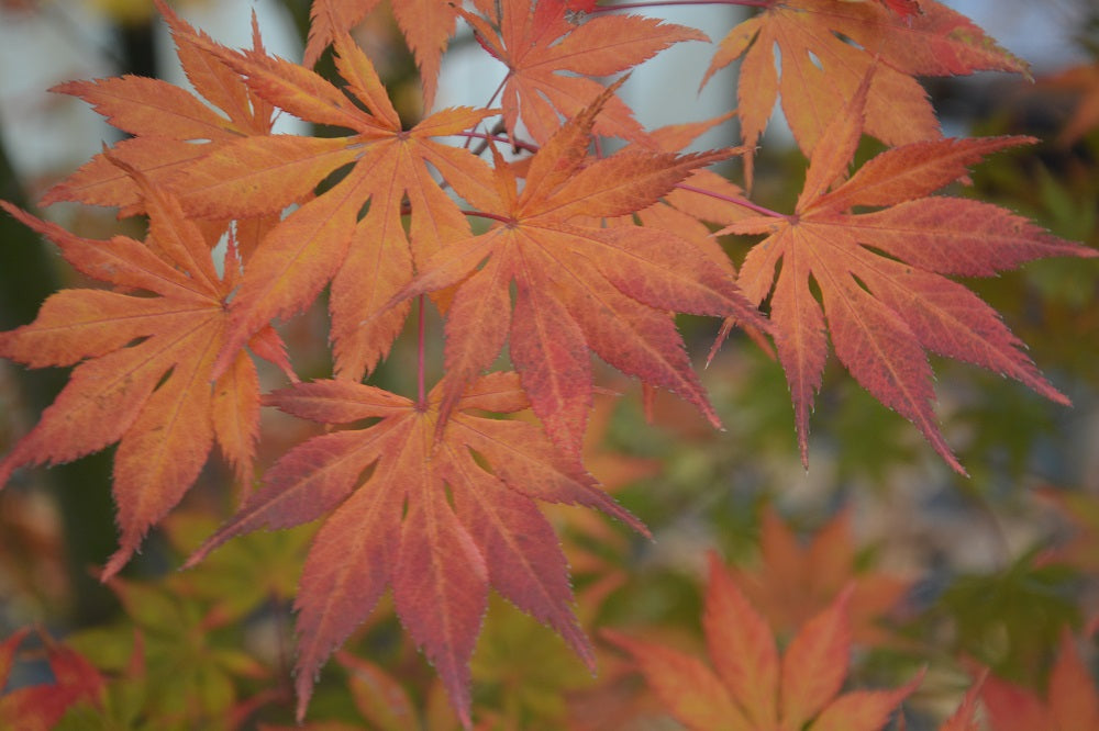 Acer palmatum 'Diva' Japanese Maple