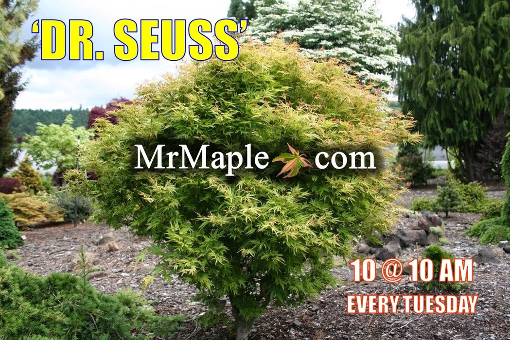 Acer palmatum 'Dr Seuss' Dwarf Variegated Japanese Maple