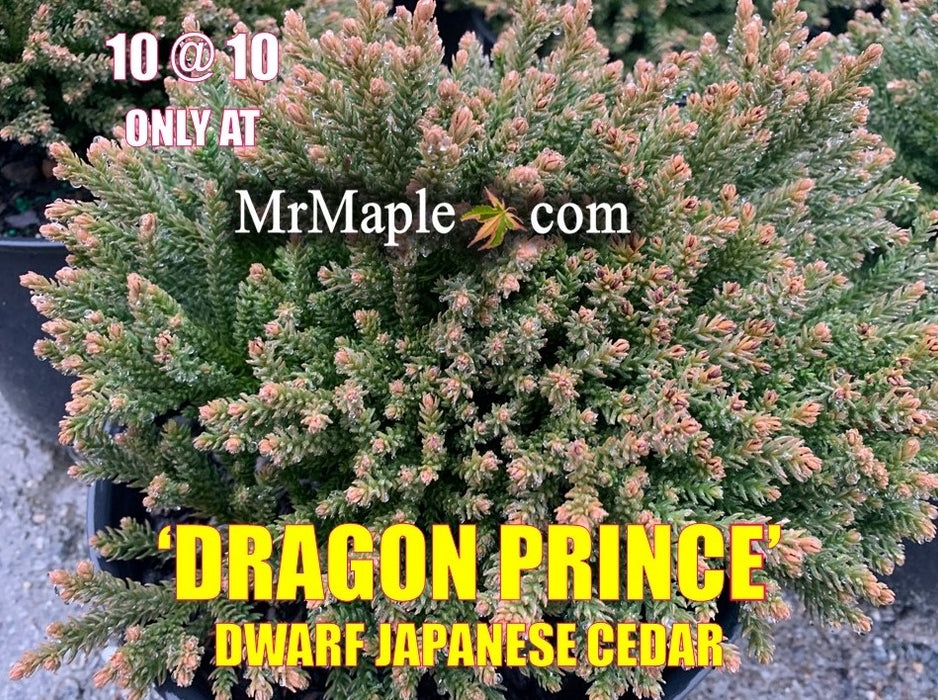 Cryptomeria japonica 'Gifu' Dragon Prince™ Dwarf Japanese Cedar