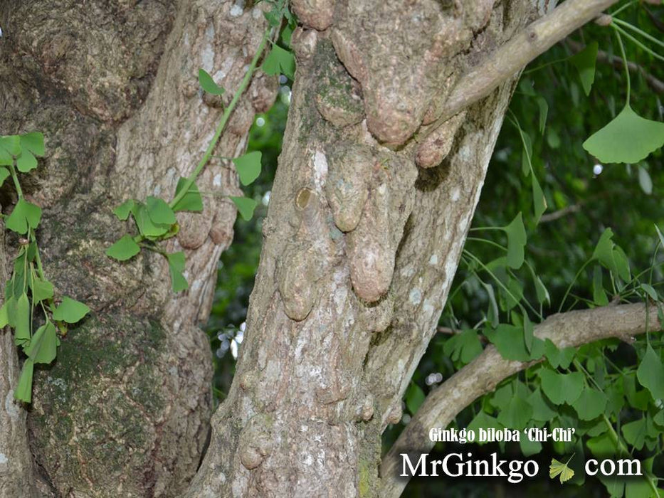 Ginkgo biloba 'Chi-chi' Ginkgo Tree