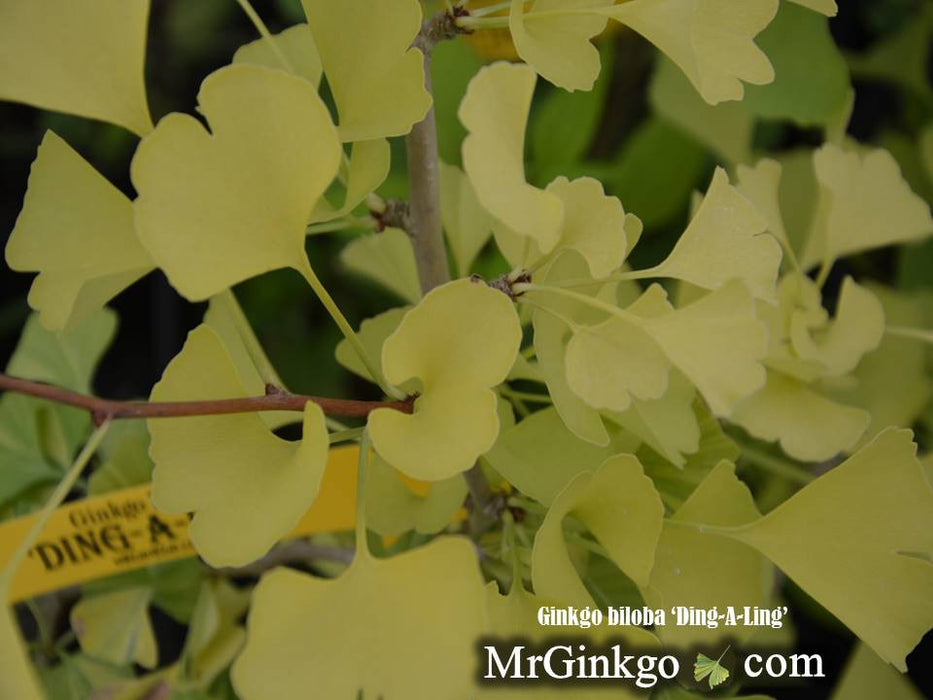 Ginkgo biloba 'Ding-A-Ling' Male Ginkgo Tree