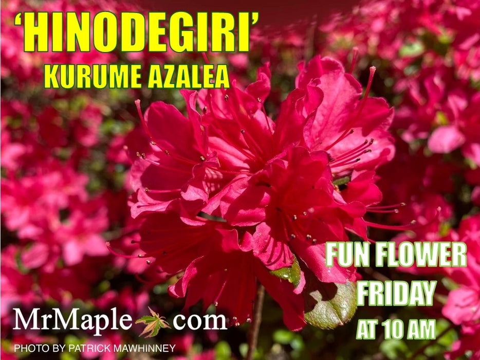 Azalea 'Hinodegiri’ Purple Red Flowering Kurume Azalea