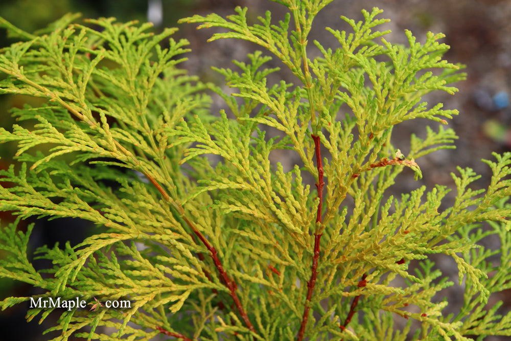 Chamaecyparis obtusa 'Kerdalo' Dwarf Hinoki Cypress