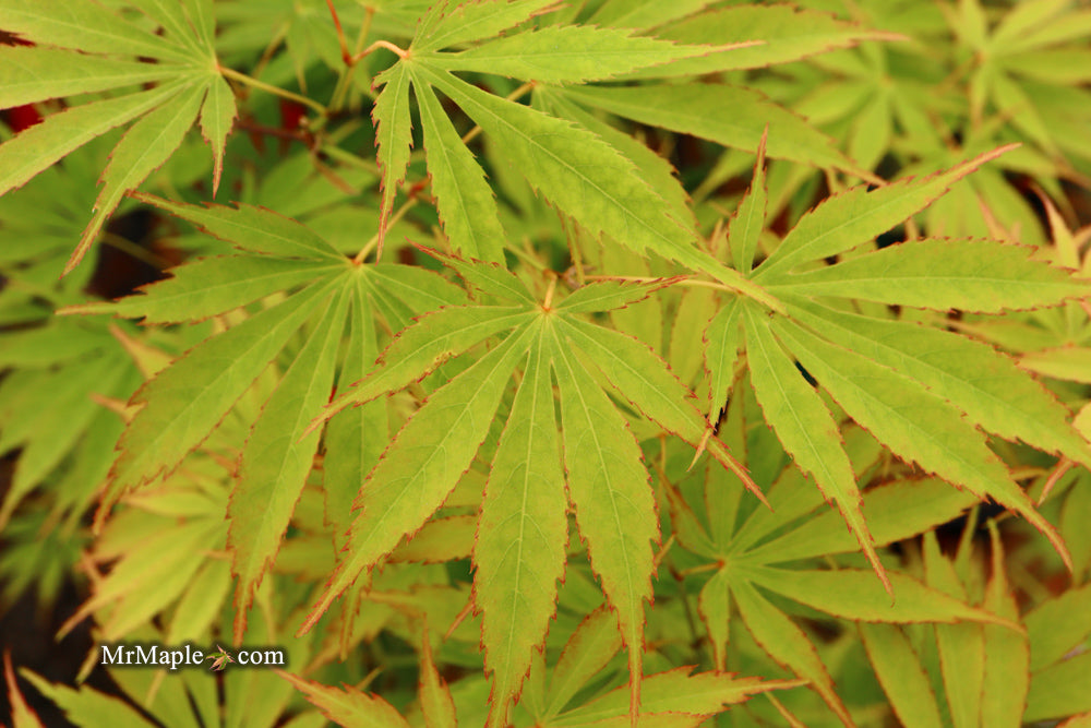 Acer palmatum 'Fascination' Japanese Maple