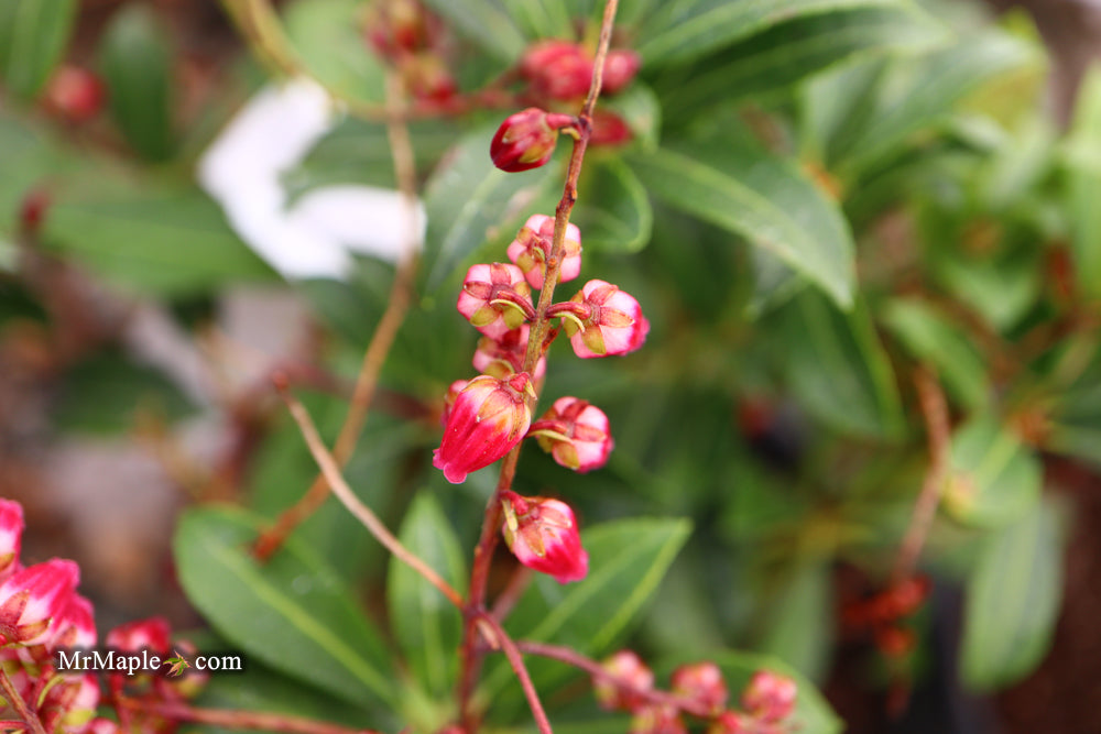 Pieris japonica 'Passion' Flowering Japanese andromeda