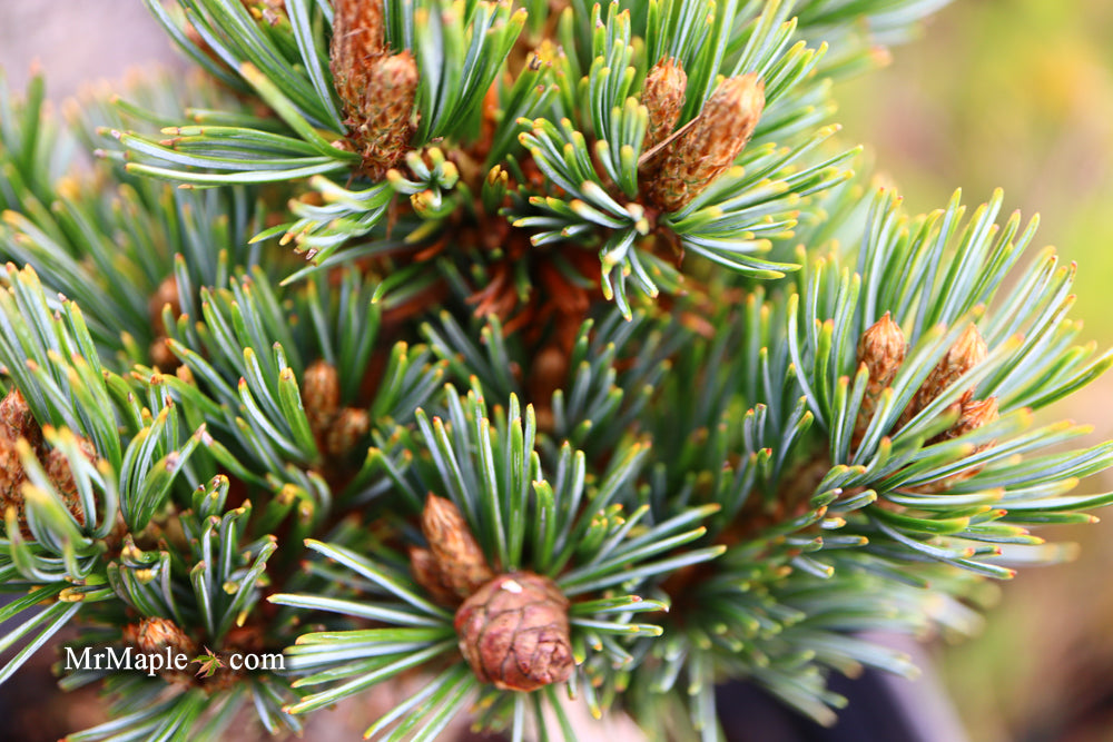 Pinus parviflora 'Regenhold Broom' Dwarf Japanese White Pine