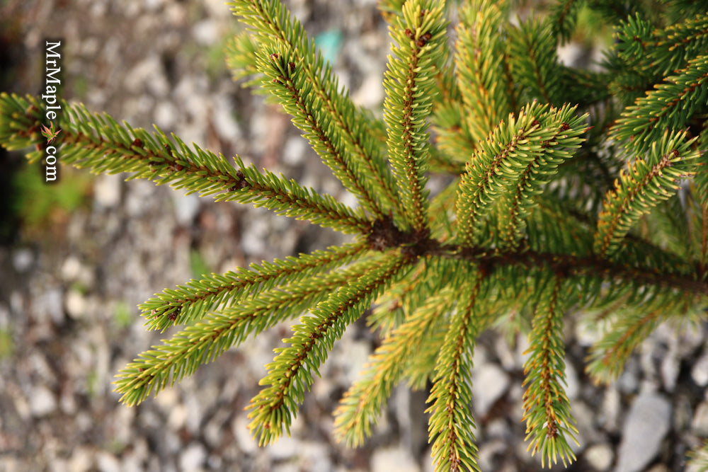Picea glauca 'Mac Gold' Mac Gold White Spruce