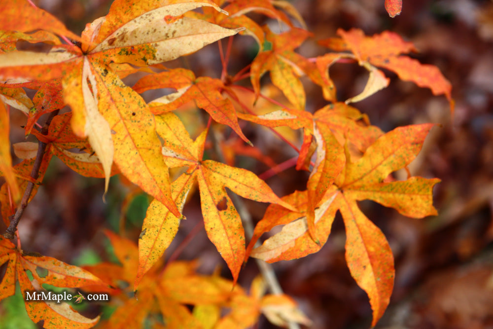 Acer truncatum 'Akikaze nishiki' Rare Variegated Maple