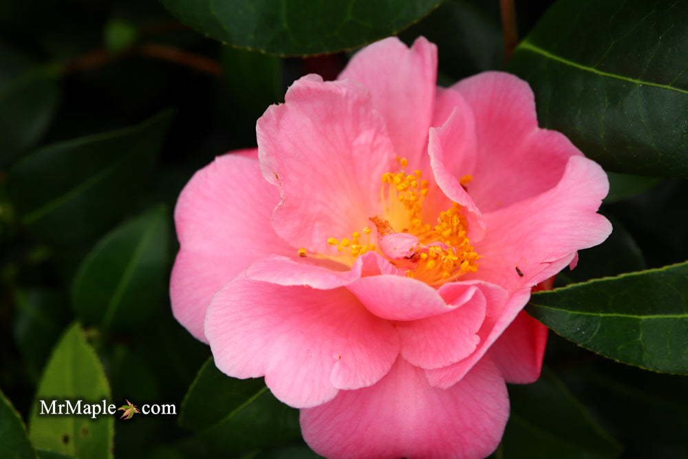 Camellia 'Pink Icicle' Pink Flowering Hardy Camellia