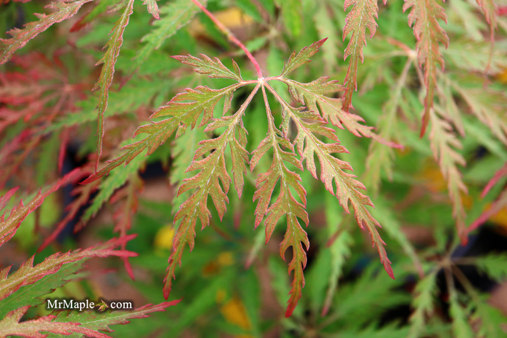 Acer palmatum 'Sweet Lorraine' Weeping Japanese Maple