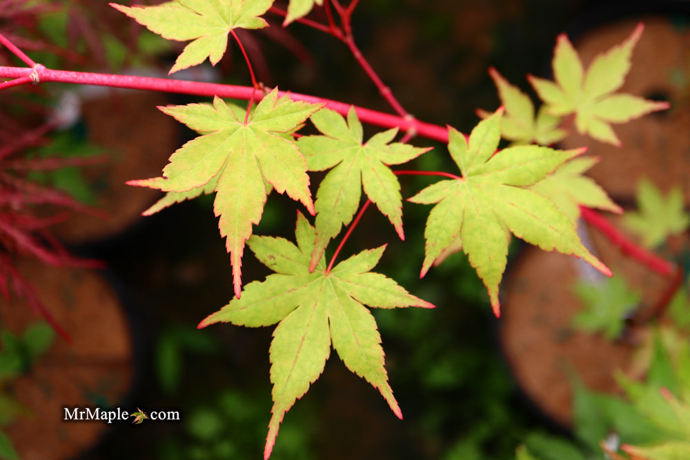 Acer palmatum 'Sir Damon' Coral Bark Japanese Maple