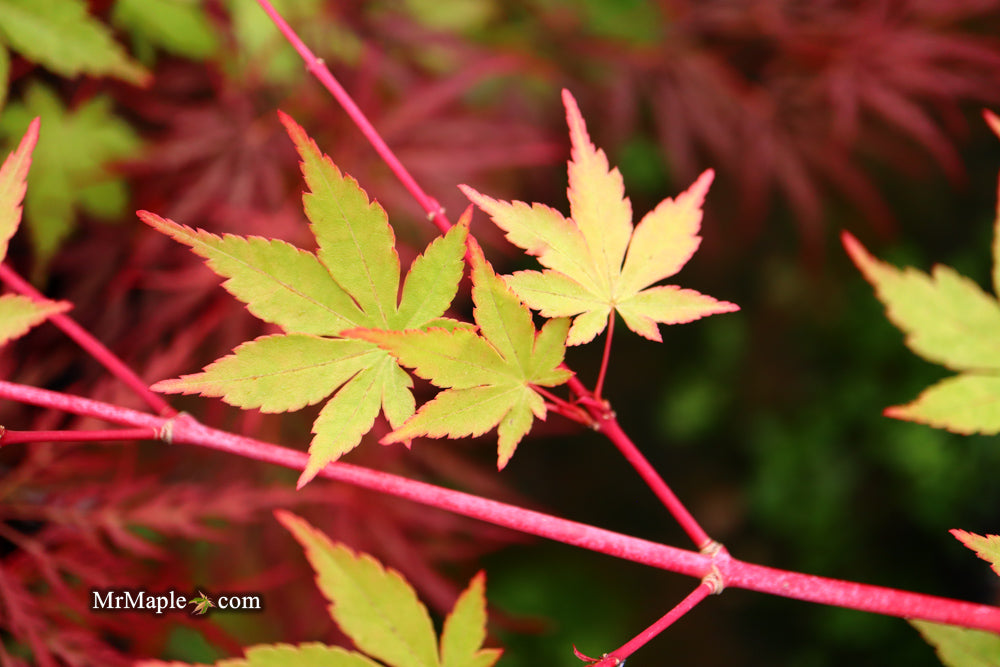 Acer palmatum 'Sir Damon' Coral Bark Japanese Maple