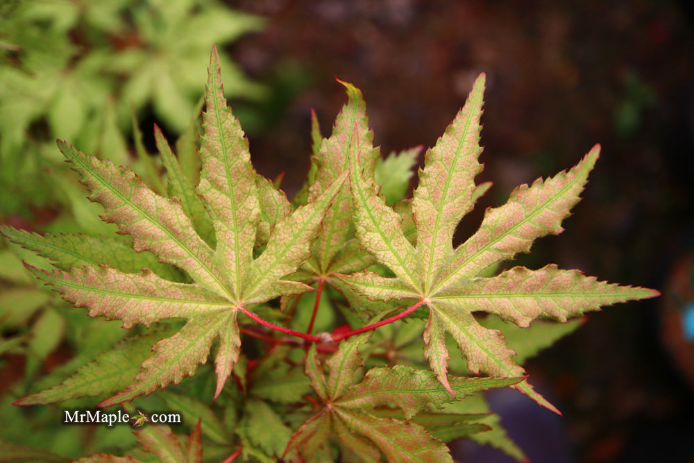 Acer palmatum 'Nebula' Variegated Japanese Maple