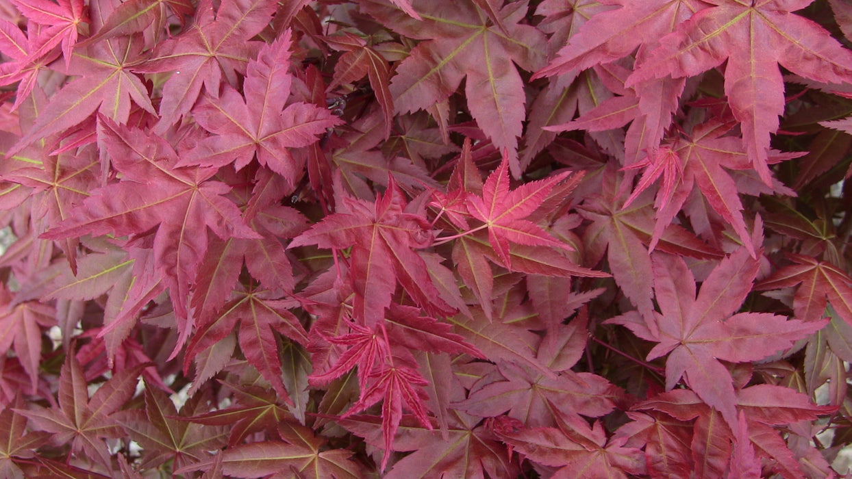 Acer palmatum 'Shin deshojo' Red Japanese Maple