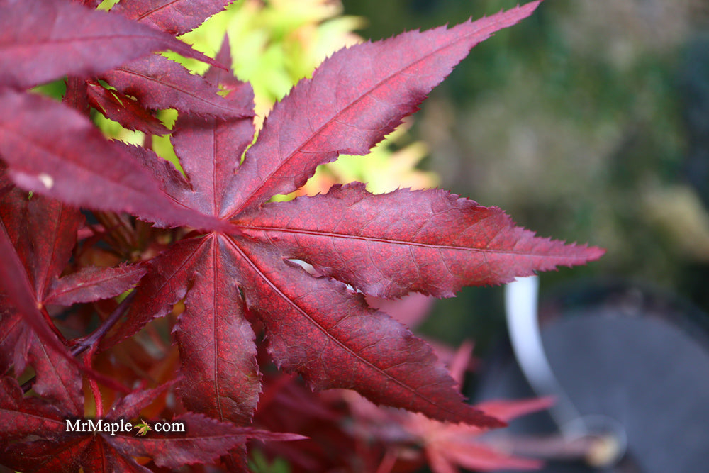 Acer palmatum 'Dark Ghost' Japanese Maple