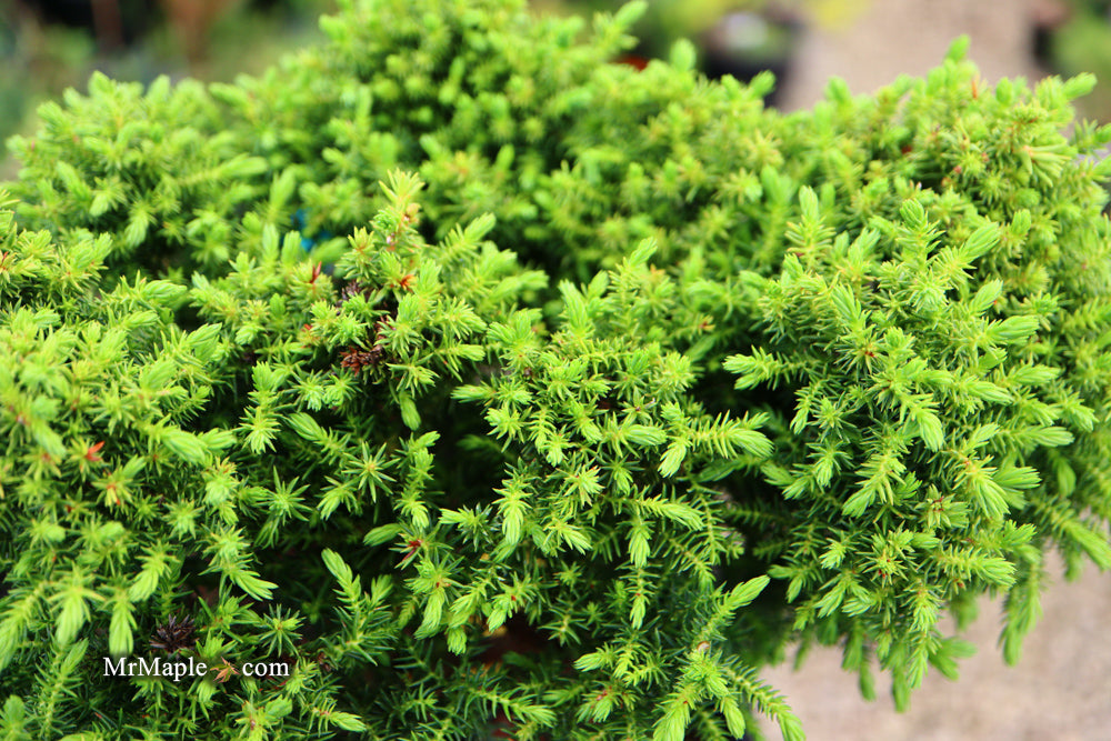 Cryptomeria japonica 'Koshyi' Dwarf Japanese Cedar