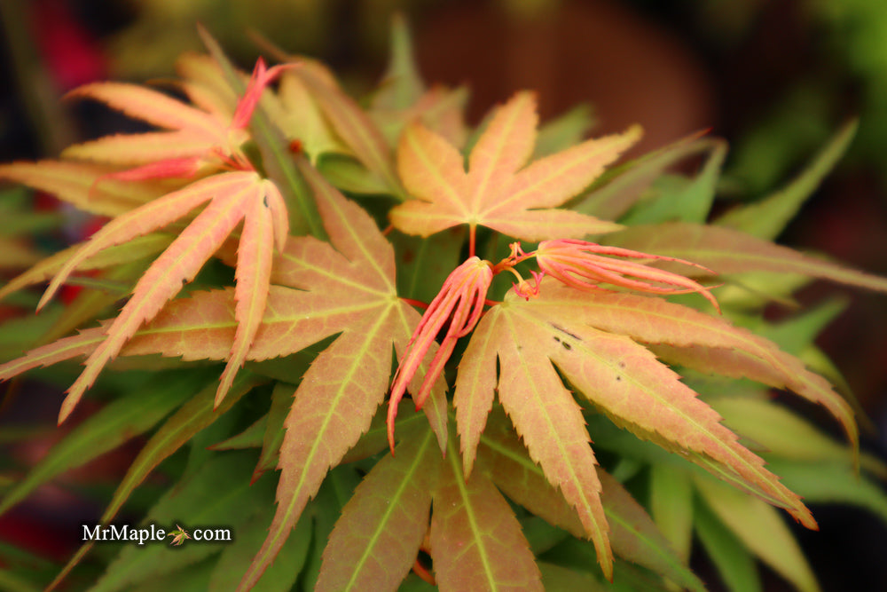 Acer palmatum 'Mikawa yatsubusa Seedlings' - Spring Color