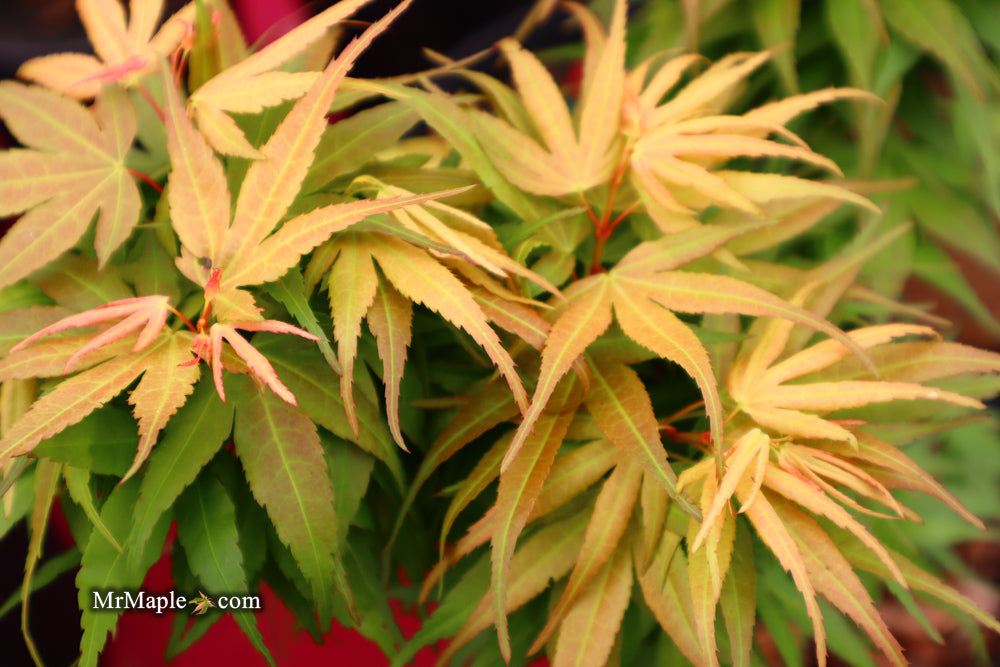 Acer palmatum 'Mikawa yatsubusa Seedlings' - Spring Color
