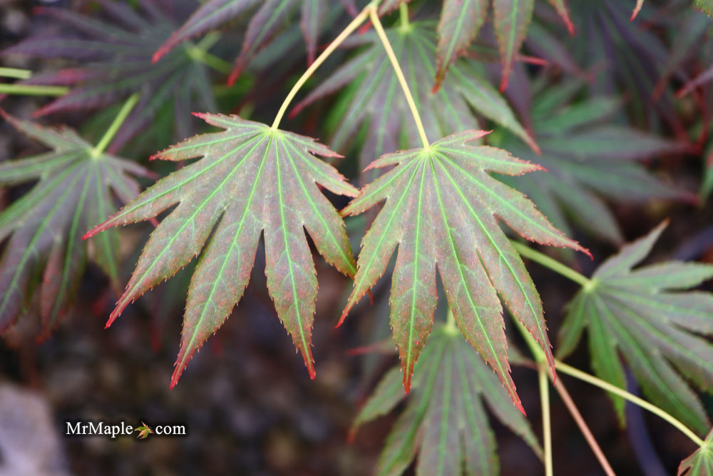 Acer shirasawanum 'Johin' Full Moon Japanese Maple
