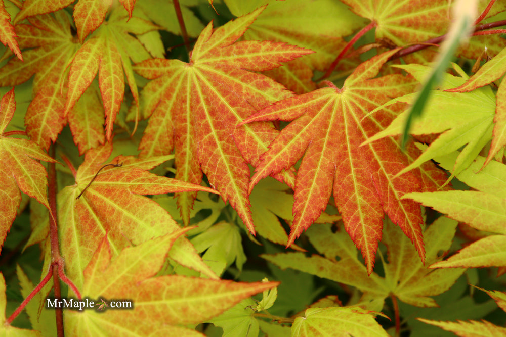 Acer shirasawanum 'Autumn Moon' Full Moon Japanese Maple