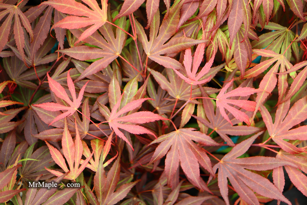 Acer palmatum 'Oregon Sunset' Japanese Maple