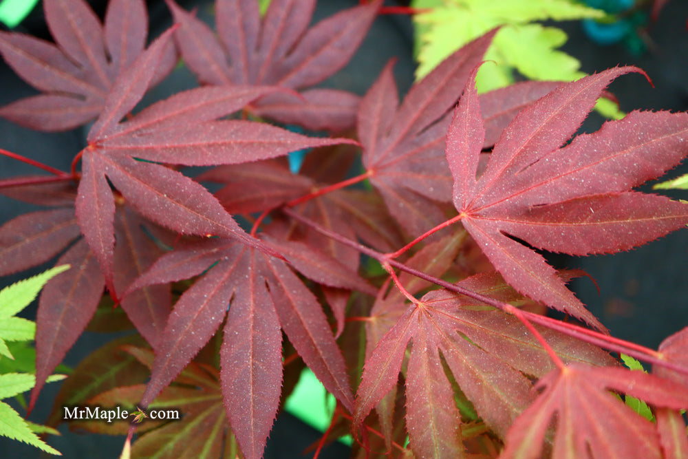 Acer palmatum 'Kennedale Sunset' Japanese Maple