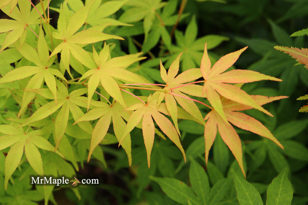 Acer palmatum 'Shinju' Japanese Maple