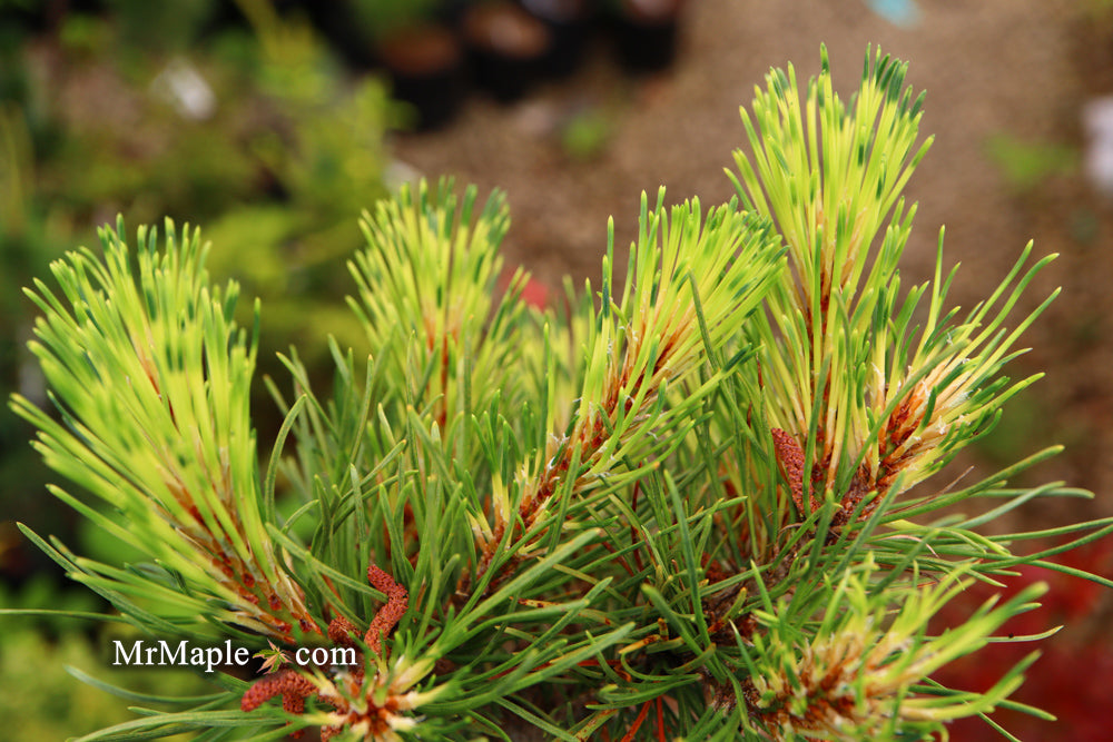 Pinus mugo 'Sunshine’ Variegated Dwarf Mountain Pine Tree