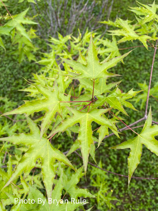 Acer truncatum 'Skinny Dragon' Shantung Maple
