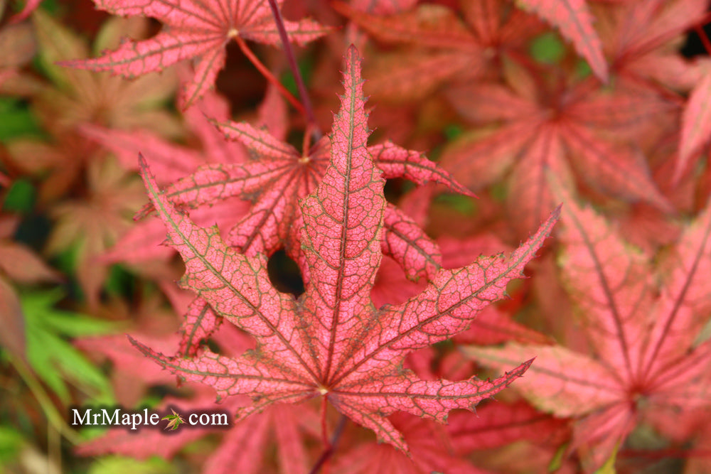 Acer palmatum 'Frosted Purple' Japanese Maple